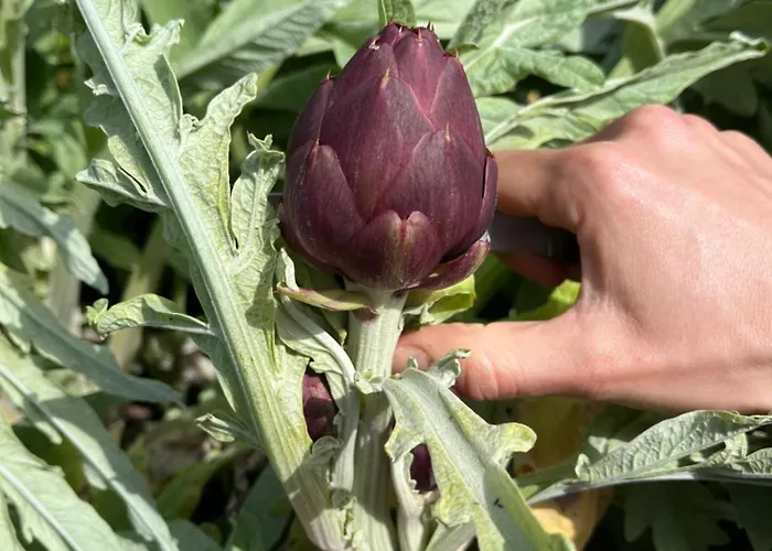 Agriturismo Case Mori مزرعة للإقامة *
