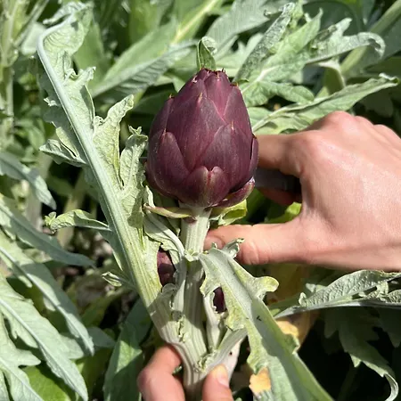 Agriturismo Case Mori مزرعة للإقامة *